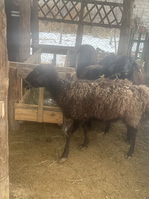 5 ірі қой сатылады