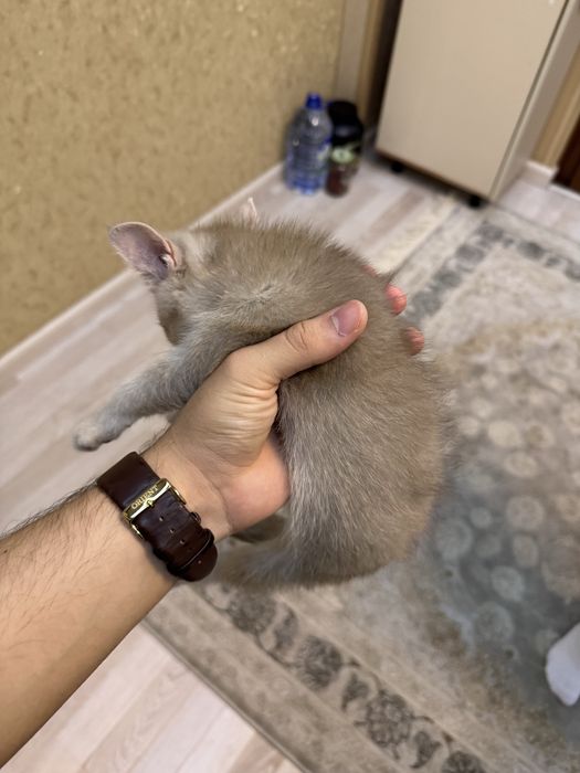 Шотландская вислоухая кошечка