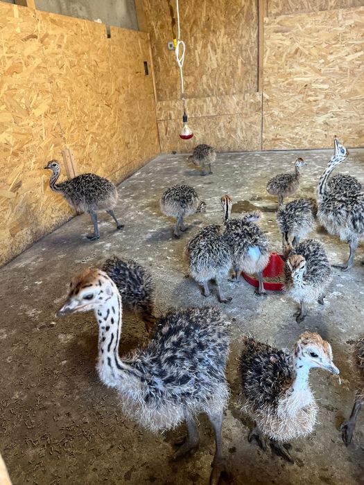 Pui de struț negru african