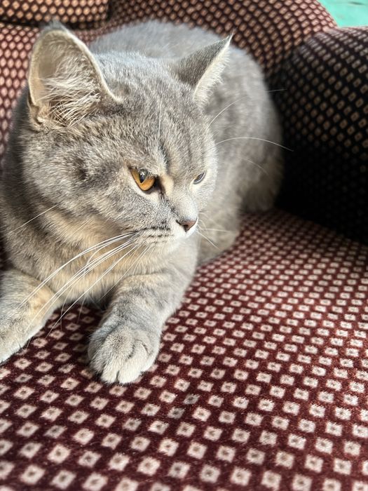 British mushuk sotiladi 9oylik qiz bola narxini kelishamiz