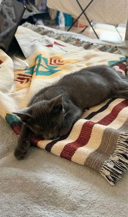 Котенок полубританец бесплатно