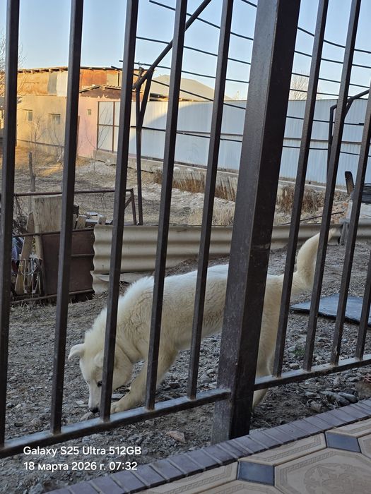 Сибирский Лайка сатылады