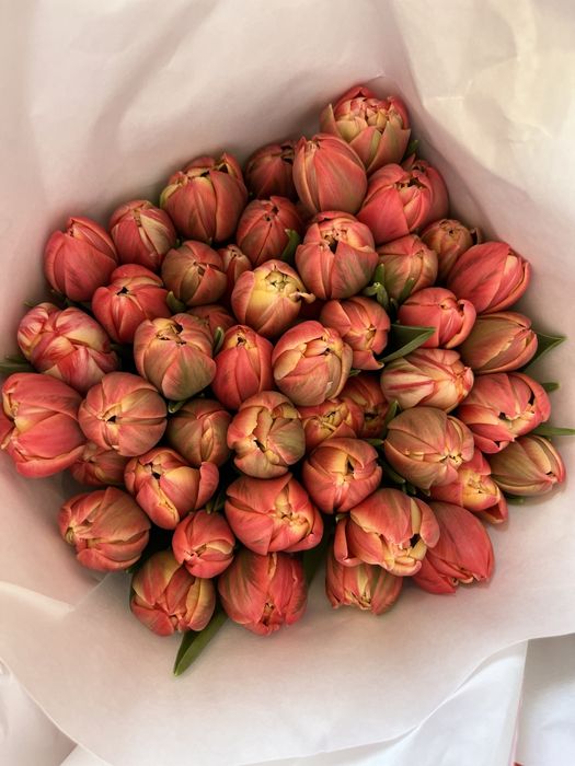 Продам тюльпаны 800т