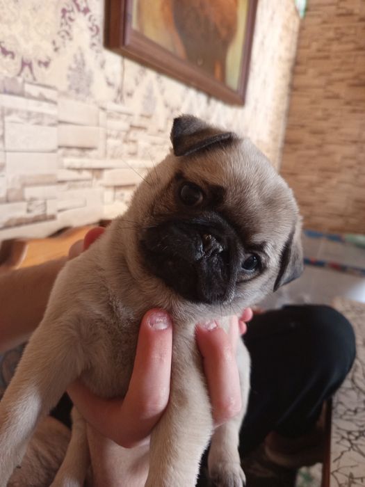 Мопсы!!!Только у нас!  продажа щенки мопса
