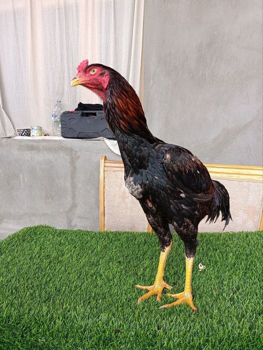 Dakan joja xoroz sotiladi