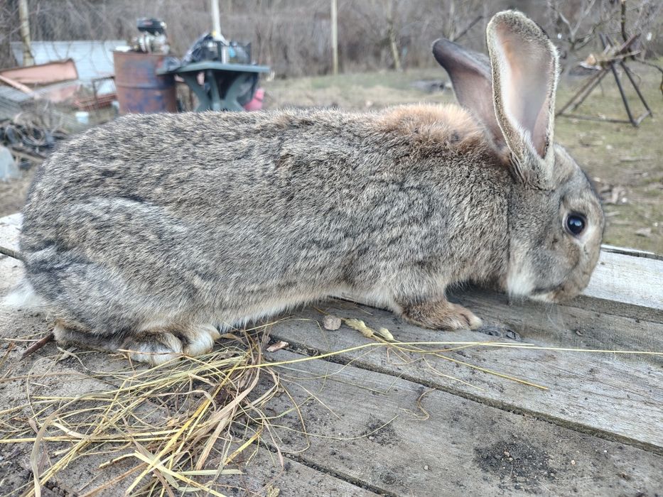 Vand pui de iepuri, marele german
