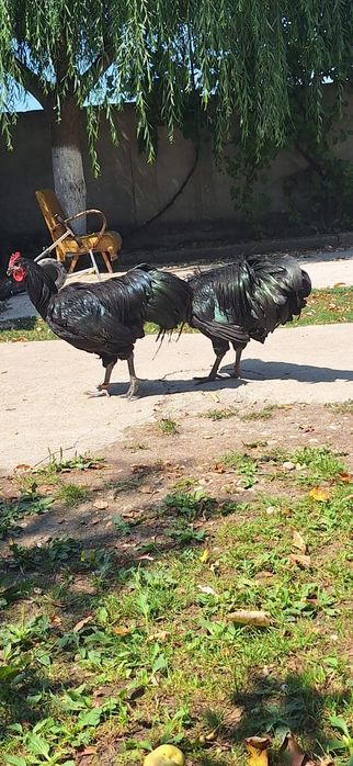 Vând puicii de austrlorop și cocoși