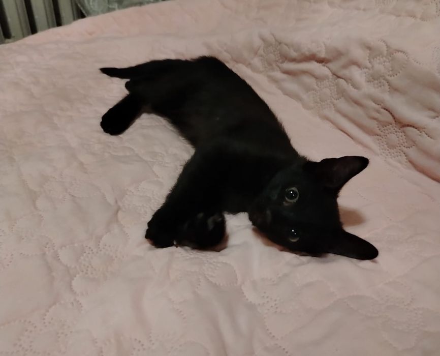 Отдам котят в добрые руки