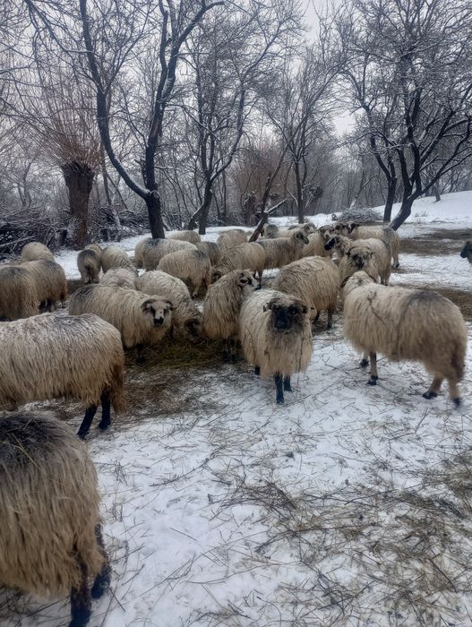 Vând oi țurcane, oacheșe, bucălai și boacăne
