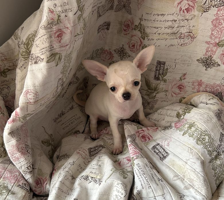 Едно момче чихуахуа