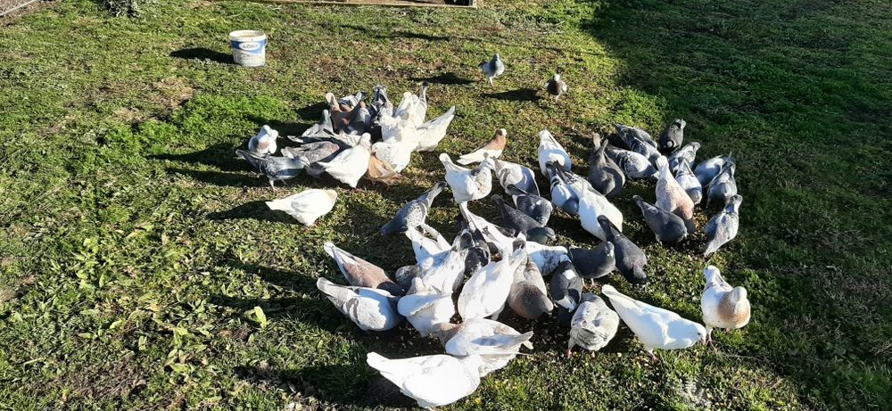 Vând porumbei de rasă texani, voiajori