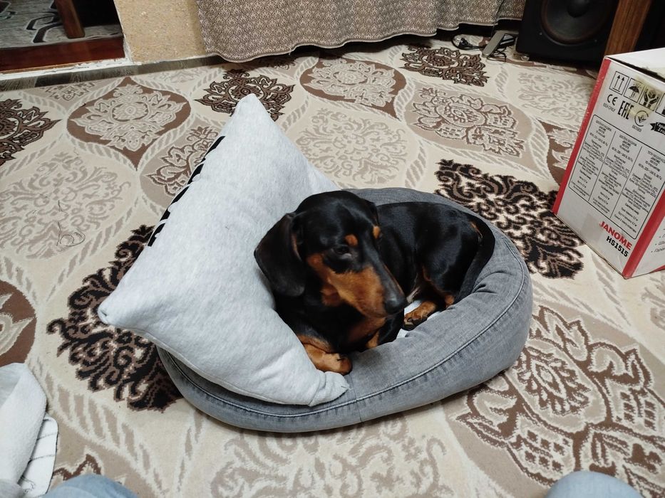 Кабель такса, ищет невесту