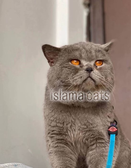 Viyaskaga BRITANISKIY asl qon