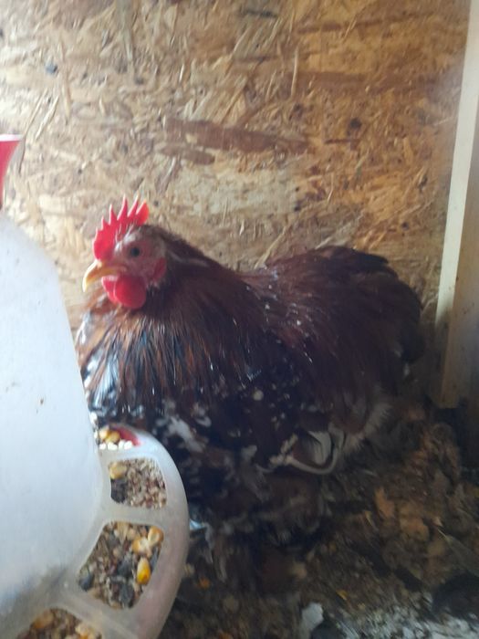 Vând ouă și pui Mii de Flori Porțelan,cochinchina pitic porțelan și negru bobat, Brahma Uriaș din 9 culori