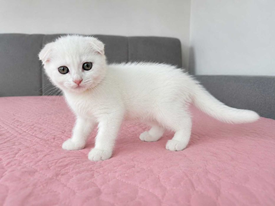 Pisicuță albă Scottish Fold, cu Pedigree