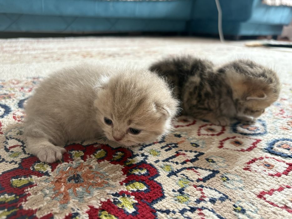 в бронь чисто кровные британские