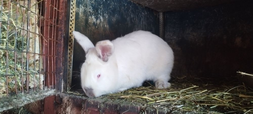 Iepuri alb de debrecen