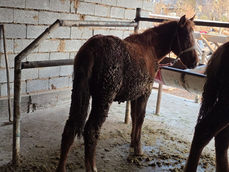 Биылғы жабағилер