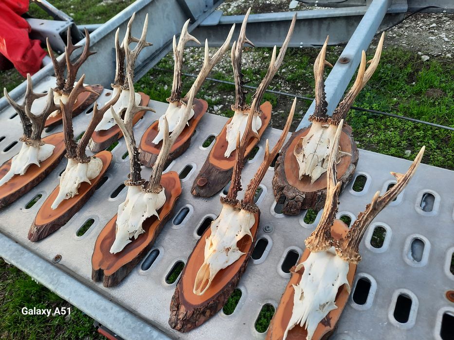 Еленски рога Трофей