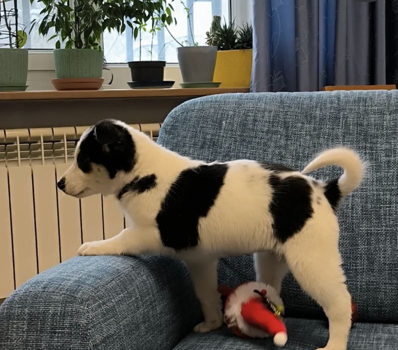 Щенок-девочка