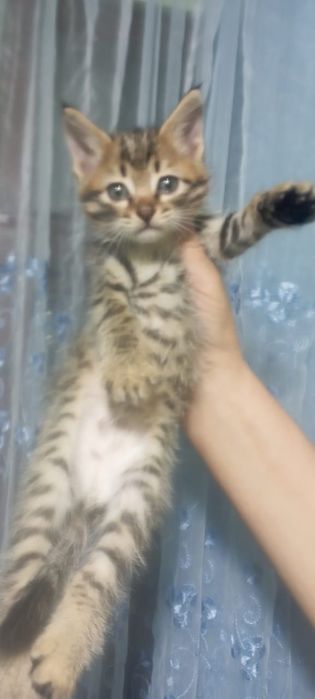 Породистые котята