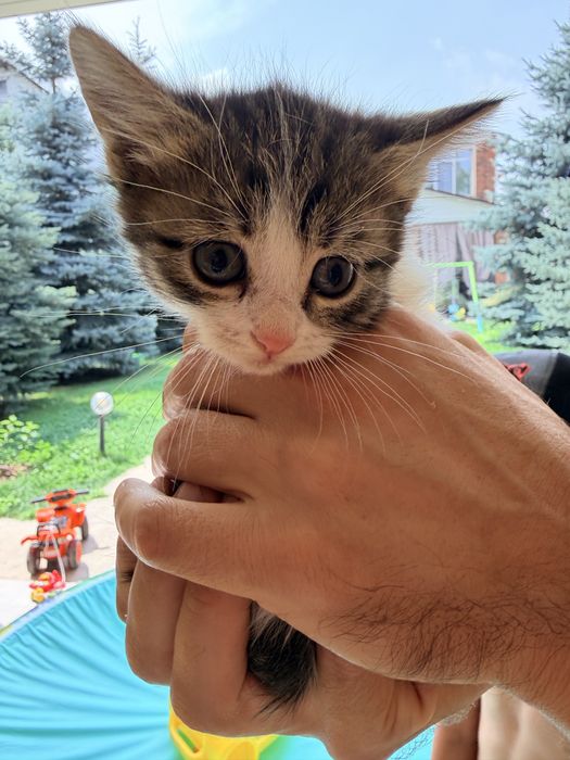 Котята беслатно, 2 месяца