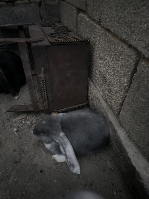 Продам кроликов 3 месяца