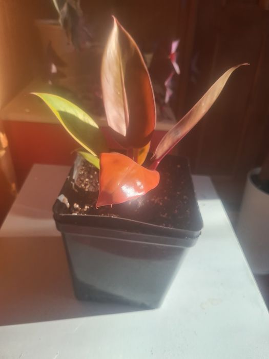 Продам  Филадендрон