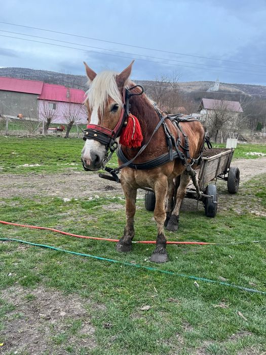 Vând iapa Contois 5 ani, cu acte în regula