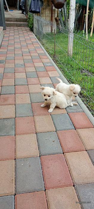 Pui Bichon maltez talie mică