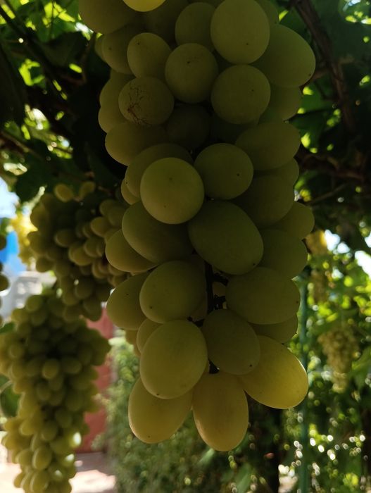 Виноград,продам с куста на выбор