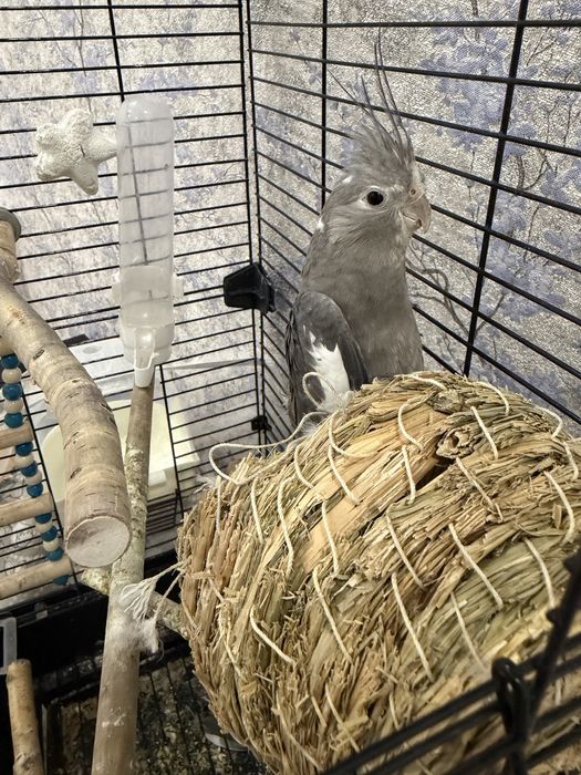 Попугай Корелла безщёкая