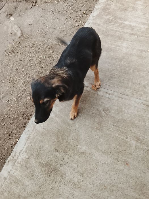 Отдается в добрые руки щенок авчарки