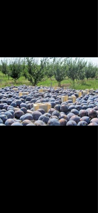 Prune de țuică – Gust autentic și aromă tradițională