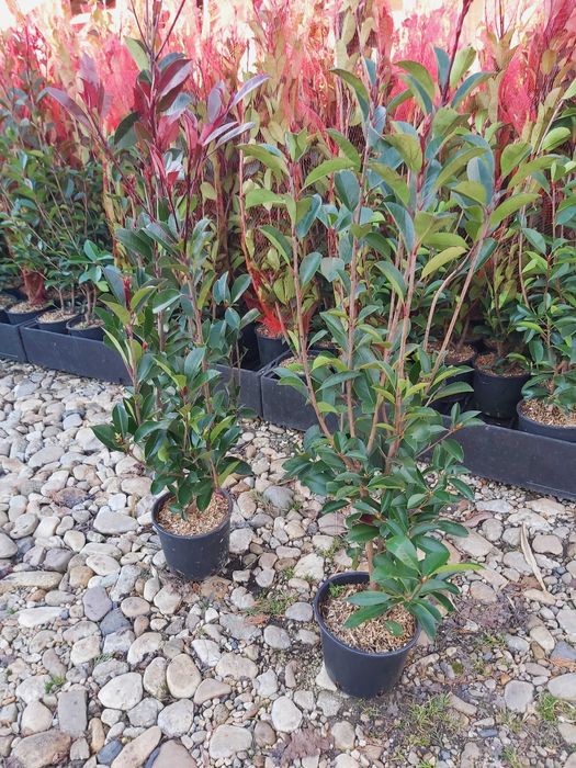 potinia red robin  la ghiveci 1.2 m