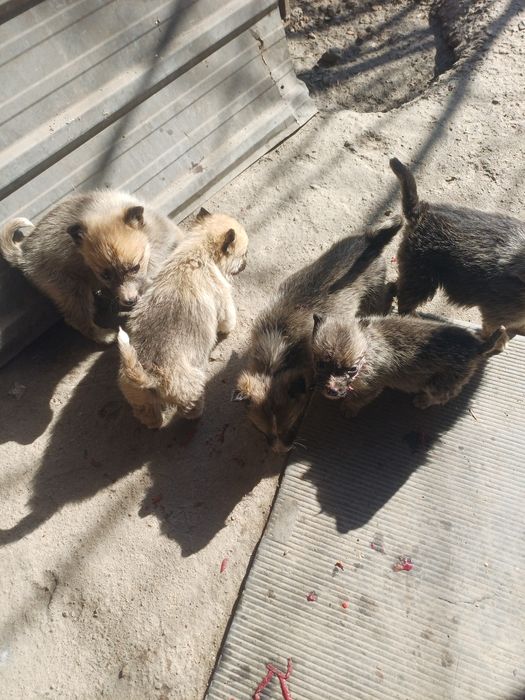 Отдадим щенят в добрые ласковые руки