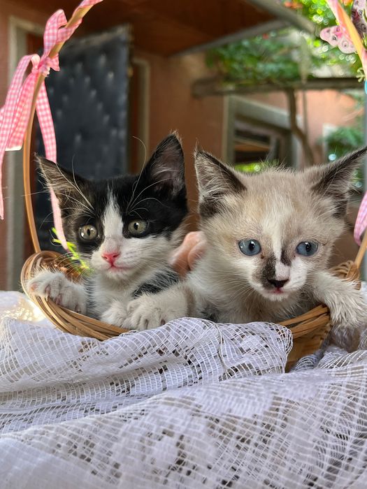 Котята в добрые руки!