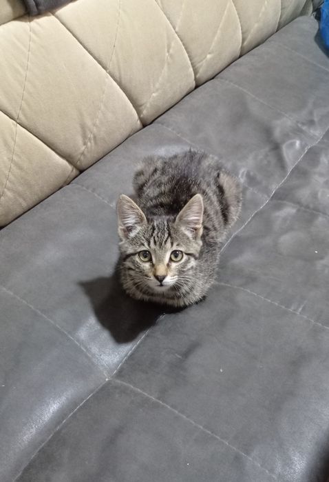 Очаровательный Котёнок