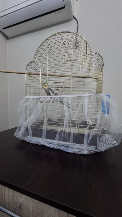 Продам говорящего попугая