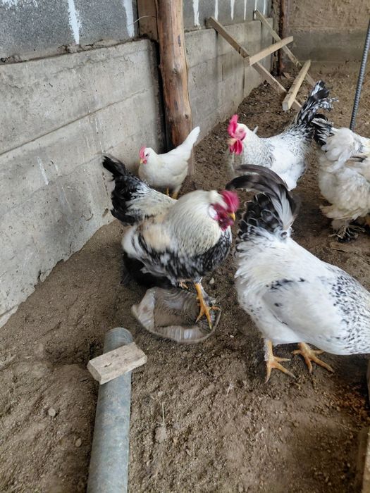 Қораз Петух 5 айлық