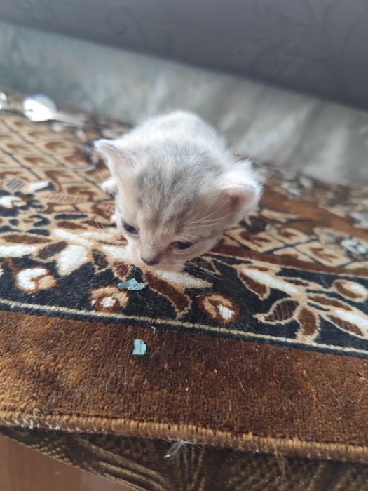 Отдам котят в добрые руки