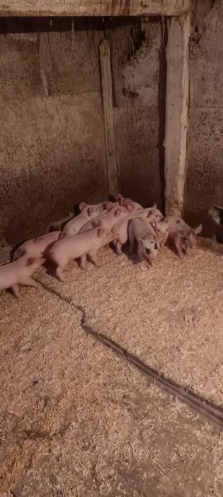 Куры поросята с доставкой