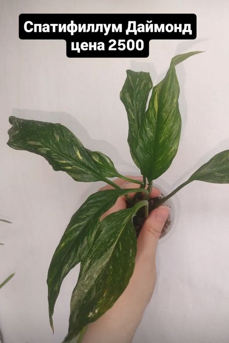 Продам цветы разные