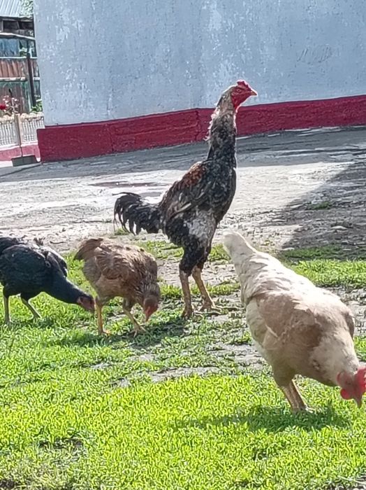 Продам дакана 1.год