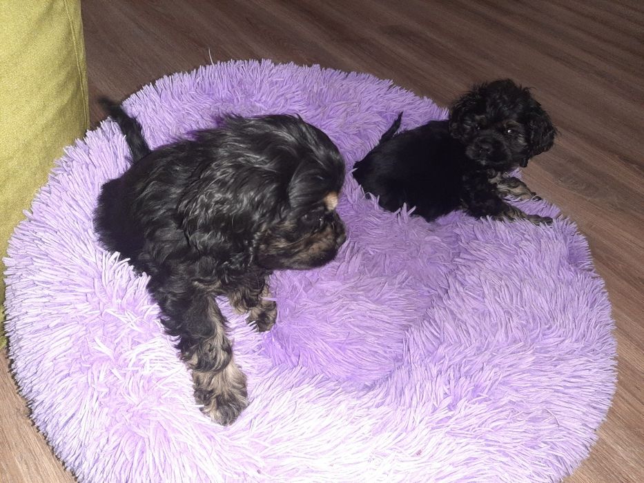 Американский кокер спаниель