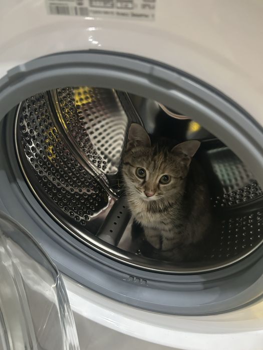 Кошка ищет новый дом!