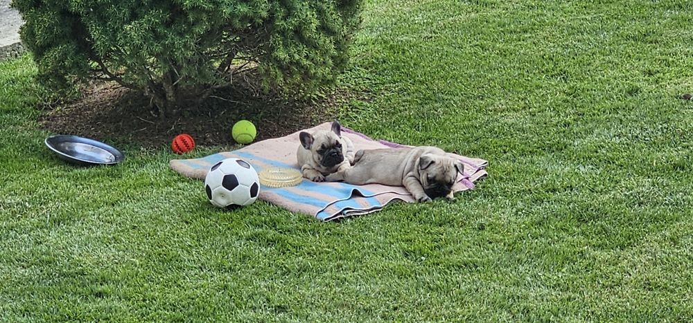 Френски булдог / френски булдочета