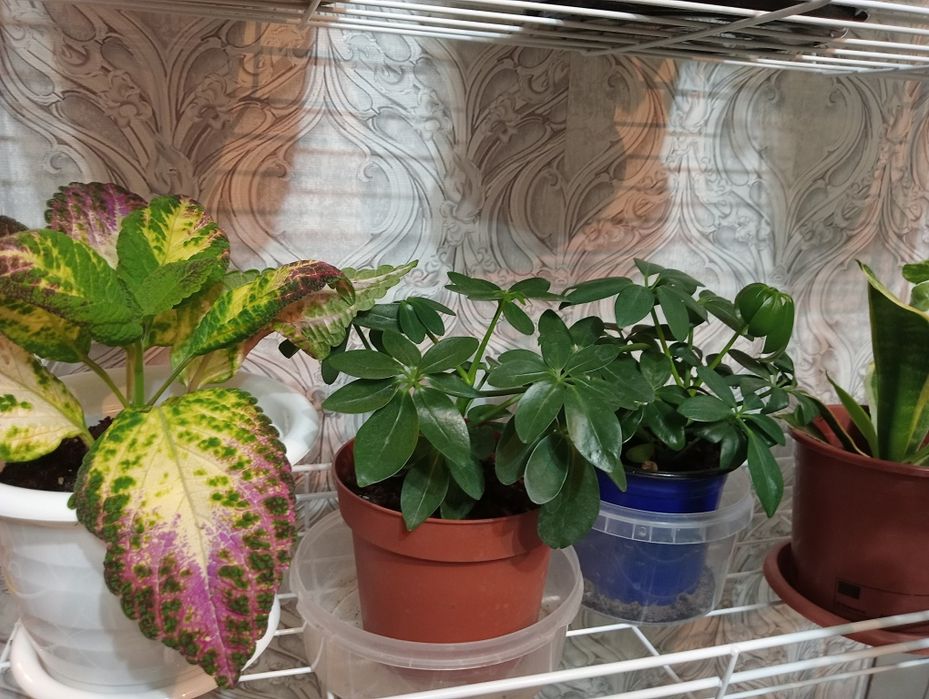 Продам комнатные цветы