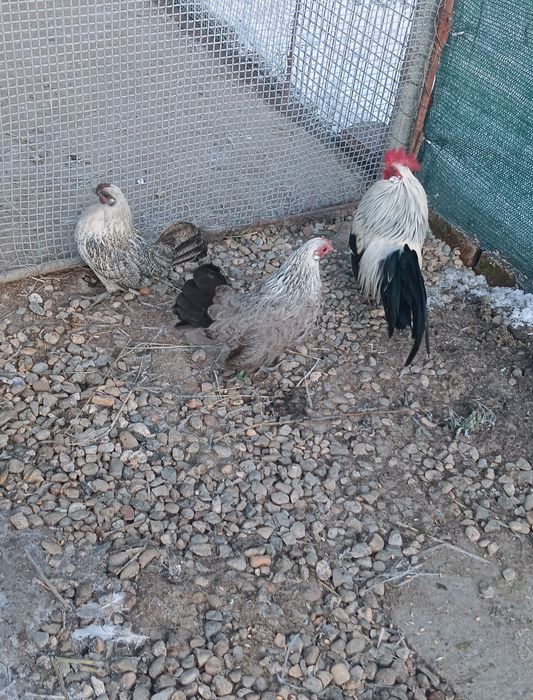 Găini brahma și italian pitic