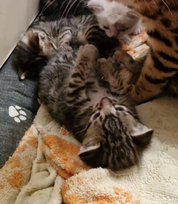 отдам котят в добрые руки